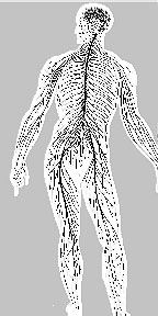 diagram showing the peripheral nerves