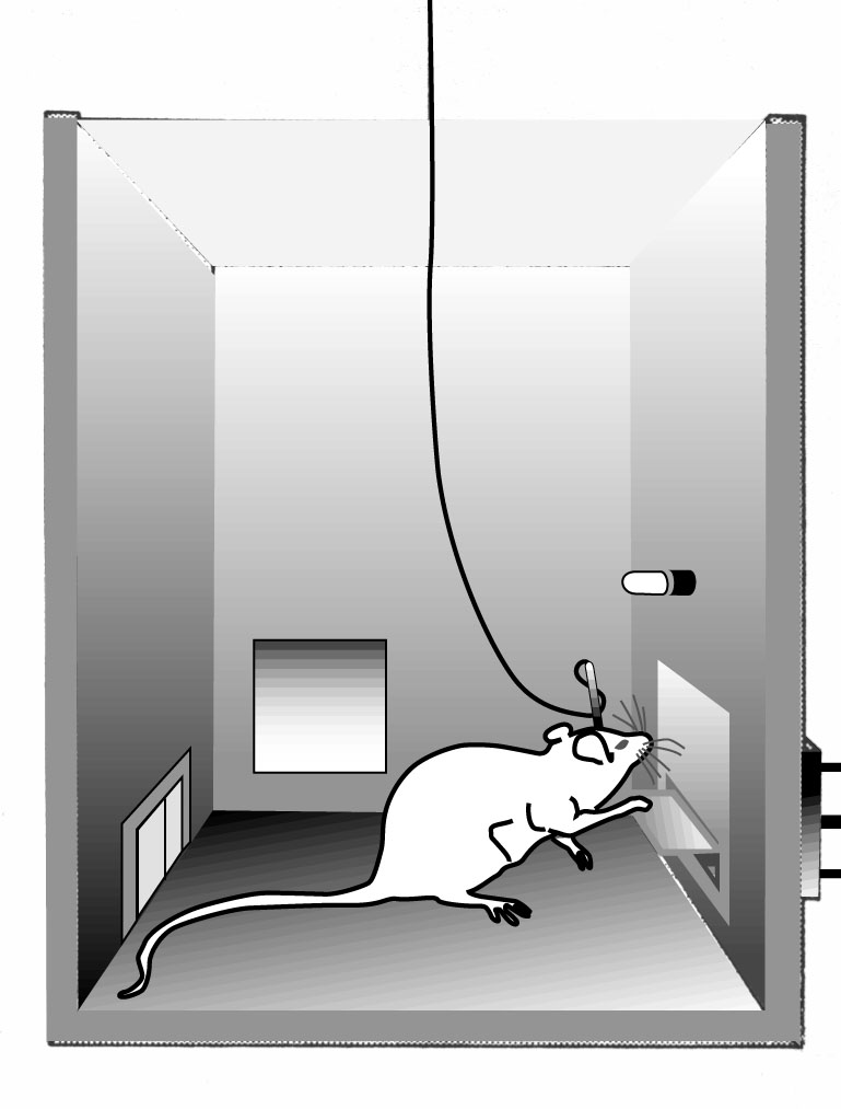 a rat with an electrode presses a bar