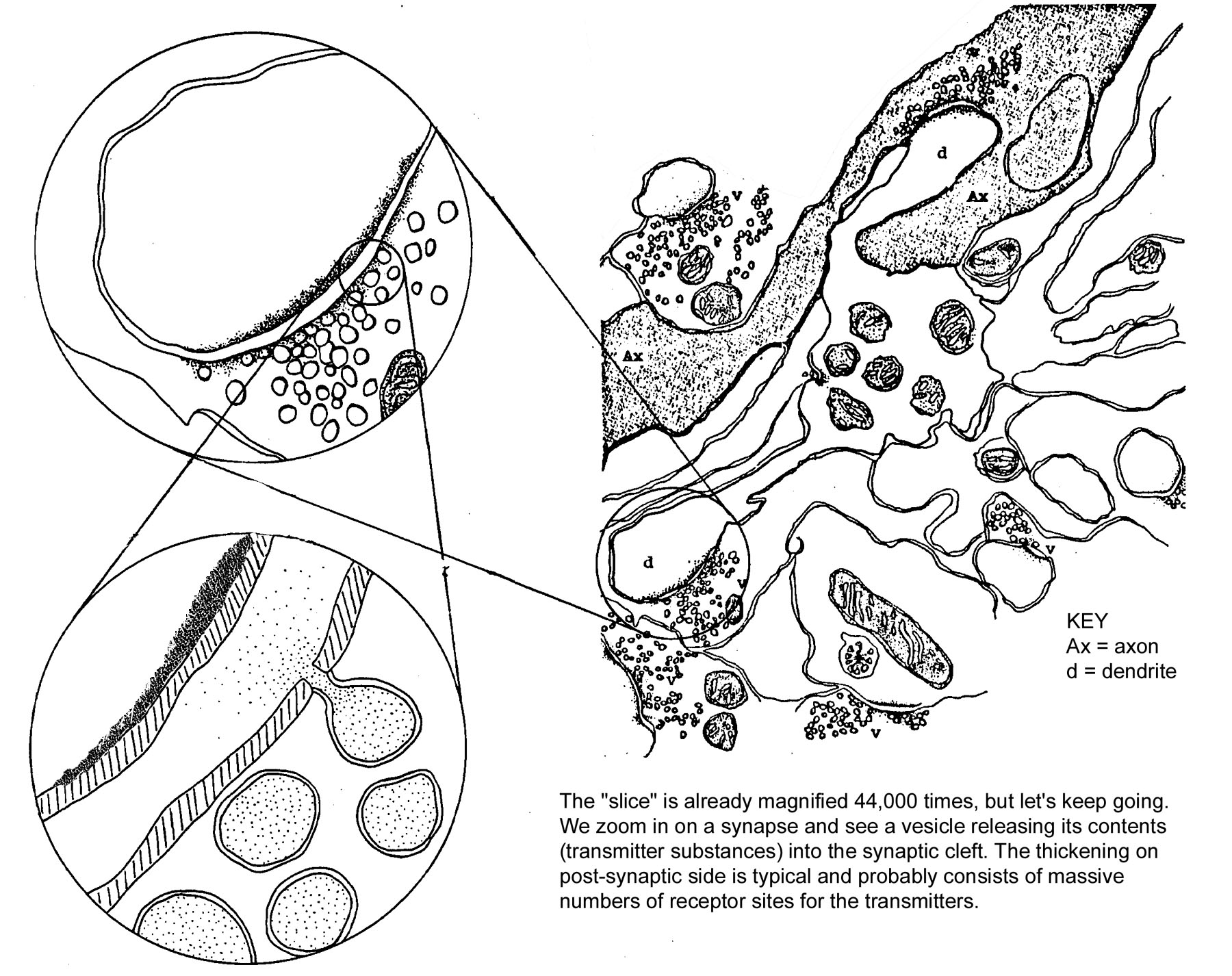 Vesicles are pictured