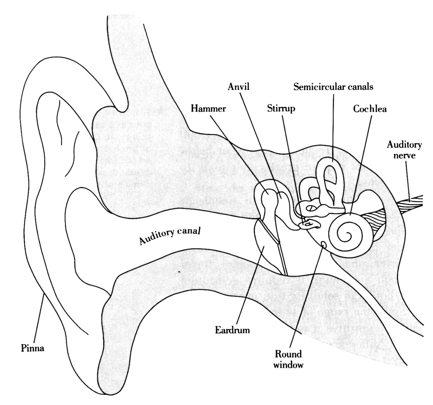 functional anatomy of the ear practice questions