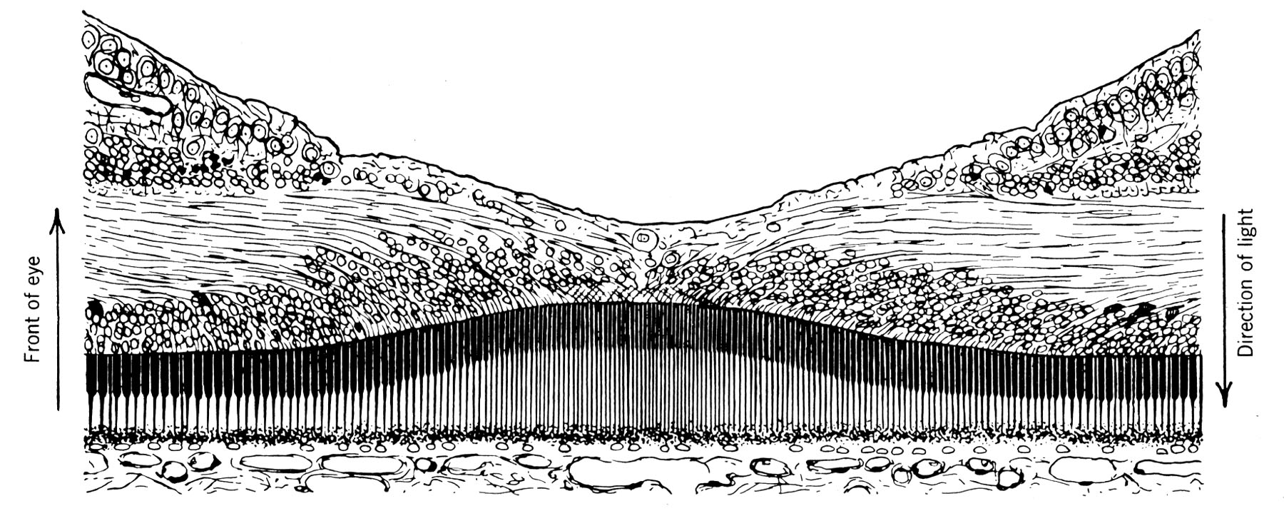 cross section of the fovea