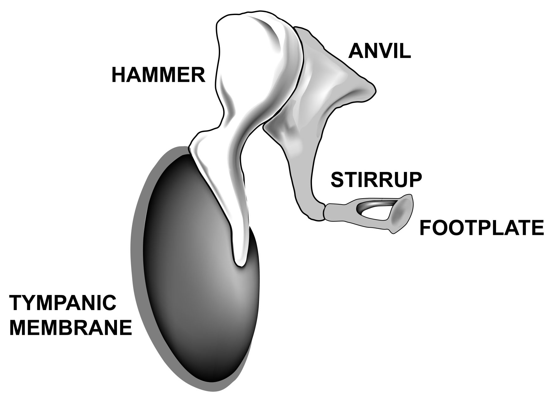 hammer anvil and stirrup