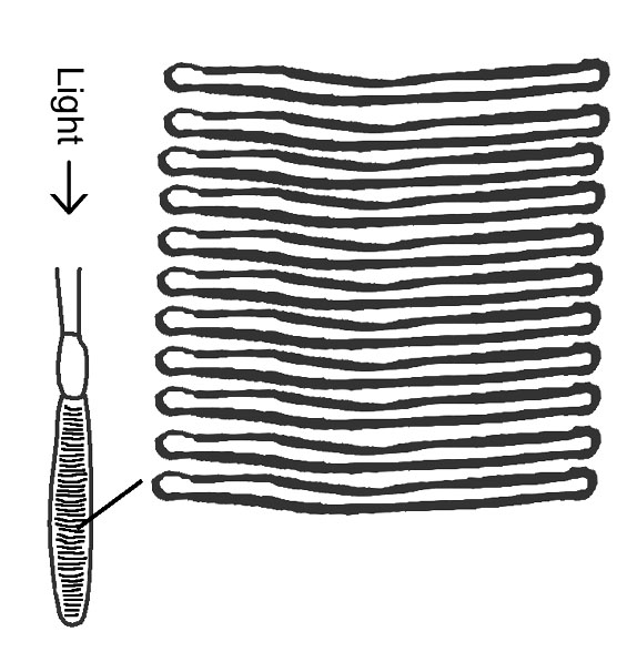 folded membrane inside a rod receptor cell